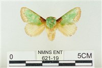 藏品(基褐綠刺蛾)的圖片