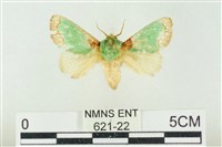 藏品(基褐綠刺蛾)的圖片