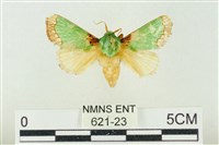 藏品(基褐綠刺蛾)的圖片