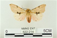 藏品(棍棒污燈蛾)的圖片