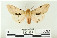 藏品(棍棒污燈蛾)的圖片