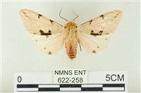 藏品(棍棒污燈蛾)的圖片