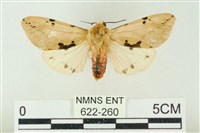 藏品(棍棒污燈蛾)的圖片