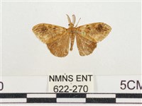 藏品(小白紋毒蛾)的圖片