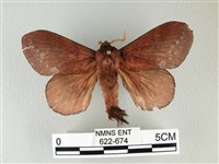 藏品(隱波紋枯葉蛾)的圖片