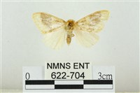 藏品(寬紋黃毒蛾)的圖片