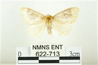 藏品(寬紋黃毒蛾)的圖片