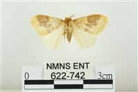 藏品(寬紋黃毒蛾)的圖片