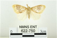 藏品(寬紋黃毒蛾)的圖片