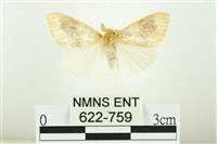 藏品(寬紋黃毒蛾)的圖片