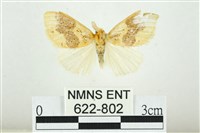 藏品(寬紋黃毒蛾)的圖片