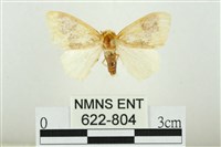 藏品(寬紋黃毒蛾)的圖片