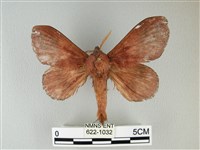 藏品(隱波紋枯葉蛾)的圖片