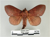 藏品(隱波紋枯葉蛾)的圖片