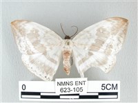 藏品(圓翅大鉤蛾)的圖片