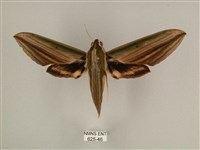 藏品(棕綠背線天蛾)的圖片