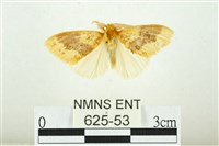藏品(寬紋黃毒蛾)的圖片