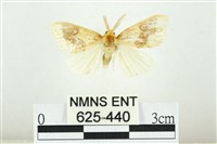 藏品(寬紋黃毒蛾)的圖片