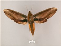 藏品(綠背斜紋天蛾)的圖片