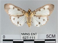 藏品(長斑擬燈蛾)的圖片