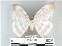 藏品(圓翅大鉤蛾)的圖片