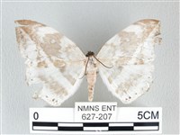 藏品(圓翅大鉤蛾)的圖片