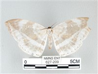 藏品(圓翅大鉤蛾)的圖片