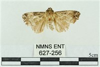 藏品(粉紅帶散紋夜蛾)的圖片