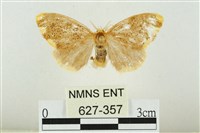 藏品(黑翅黃毒蛾)的圖片