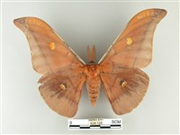 藏品(紅目天蠶蛾)的圖片