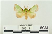藏品(素木綠刺蛾)的圖片