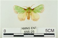 藏品(素木綠刺蛾)的圖片