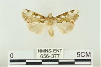 藏品(連珠波紋蛾)的圖片