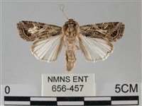 藏品(斜紋夜盜蛾)的圖片