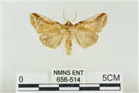 藏品(印華波紋蛾)的圖片