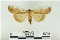 藏品(臺洒波紋蛾)的圖片