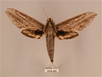 藏品(棕綠背線天蛾)的圖片