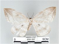 藏品(圓翅大鉤蛾)的圖片