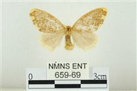 藏品(黑翅黃毒蛾)的圖片
