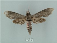 藏品(蝦殼天蛾)的圖片