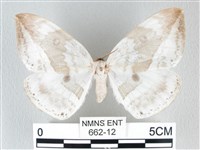 藏品(圓翅大鉤蛾)的圖片