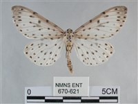 藏品(大胡麻斑星尺蛾)的圖片