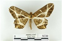 藏品(樹形尺蛾)的圖片