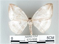 藏品(圓翅大鉤蛾)的圖片