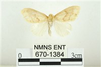 藏品(寬紋黃毒蛾)的圖片