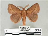 藏品(褐斜帶枯葉蛾)的圖片