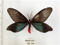 藏品(重陽木螢斑蛾)的圖片