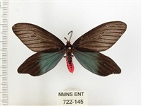 藏品(重陽木螢斑蛾)的圖片