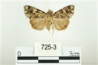 藏品(白斑散紋夜蛾)的圖片