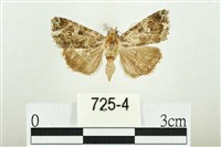 藏品(白斑散紋夜蛾)的圖片